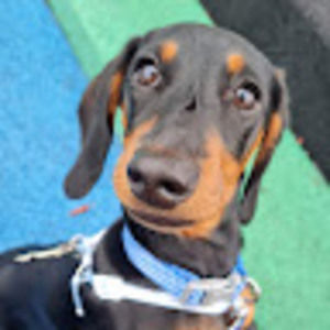 Meet your Posher, Charli